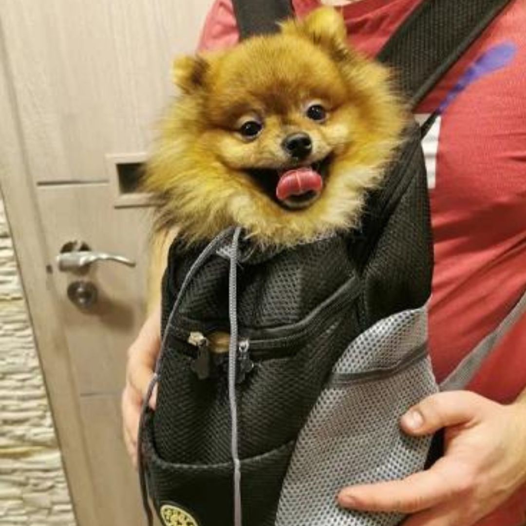 Rucksack Für Hunde | Canicomfy™