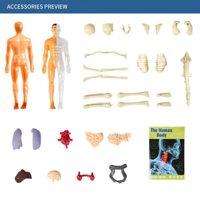 3d Menschlicher Körper Rumpf Modell für Kind Anatomie Modell Skelett