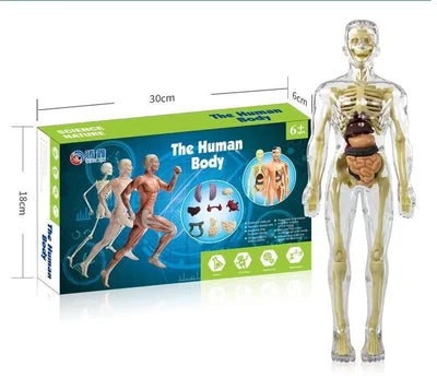 3d Menschlicher Körper Rumpf Modell für Kind Anatomie Modell Skelett